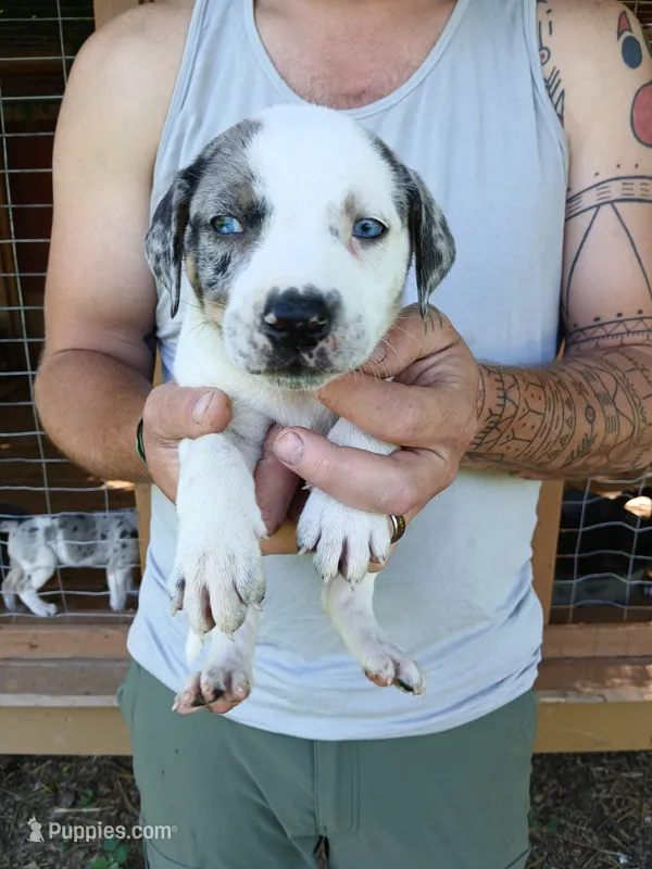 Alpha – Catahoula Leopard Dog puppy for sale in Albion, MI