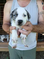 Alpha, a male Catahoula Leopard Dog for sale in Albion, MI – 1 of 3