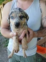 Turtle, a female Catahoula Leopard Dog for sale in Albion, MI – 2 of 3
