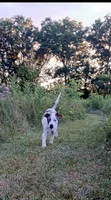 Alpha, a male Catahoula Leopard Dog for sale in Albion, MI – 2 of 8