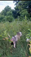 Alpha, a male Catahoula Leopard Dog for sale in Albion, MI – 4 of 8