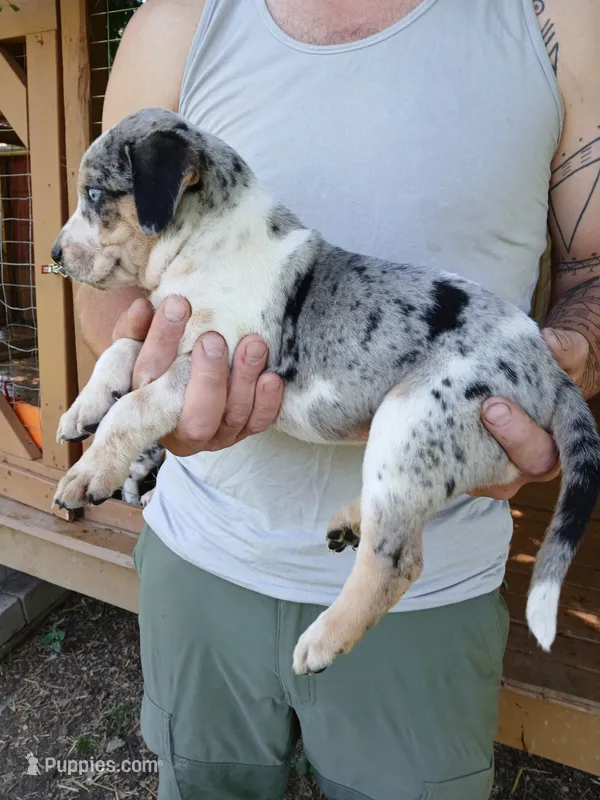 Lacy May – Catahoula Leopard Dog puppy for sale in Albion, MI
