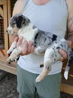 Lacy May, a female Catahoula Leopard Dog for sale in Albion, MI – 1 of 3