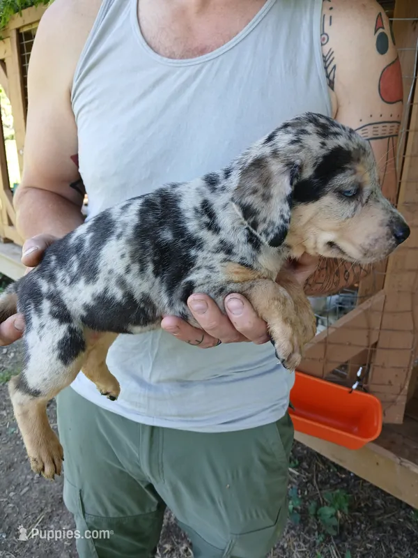 Turtle – Catahoula Leopard Dog puppy for sale in Albion, MI