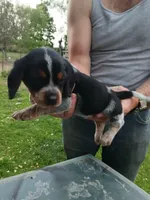 Blue, a female Beagle for sale in Albion, MI – 2 of 3