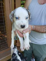 Lacy, a female Catahoula Leopard Dog for sale in Albion, MI – 3 of 3