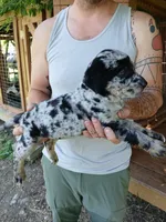 Fever, a female Catahoula Leopard Dog for sale in Albion, MI – 2 of 4