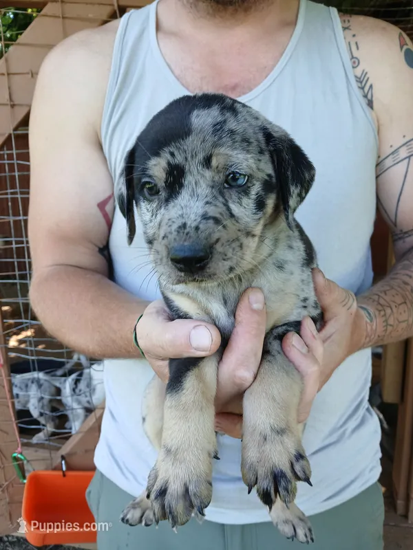 Jiffy – Catahoula Leopard Dog puppy for sale in Albion, MI