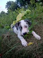 Alpha, a male Catahoula Leopard Dog for sale in Albion, MI – 8 of 8