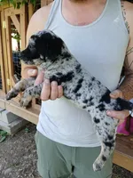 Fever, a female Catahoula Leopard Dog for sale in Albion, MI – 4 of 4