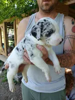 Susie Q, a female Catahoula Leopard Dog for sale in Albion, MI – 2 of 3