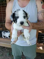 Brutis, a male Catahoula Leopard Dog for sale in Albion, MI – 1 of 4