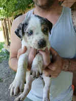 Lacy May, a female Catahoula Leopard Dog for sale in Albion, MI – 2 of 3