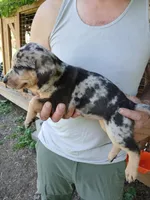 Turtle, a female Catahoula Leopard Dog for sale in Albion, MI – 3 of 3