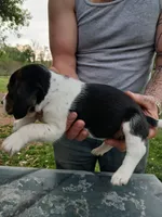 Lola, a female Beagle for sale in Albion, MI – 3 of 3