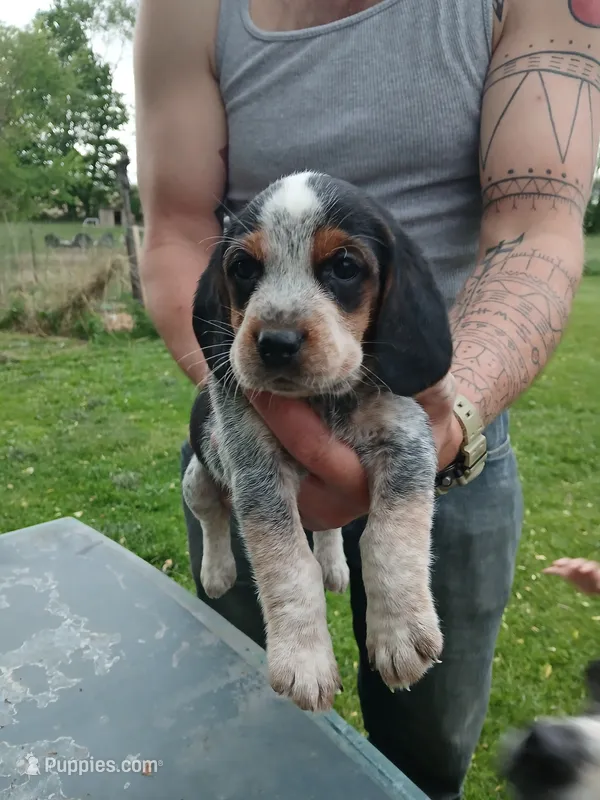 Pip – Beagle puppy for sale in Albion, MI