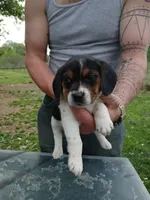 Lola, a female Beagle for sale in Albion, MI – 1 of 3