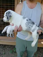 Alpha, a male Catahoula Leopard Dog for sale in Albion, MI – 2 of 3