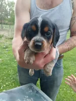 Blue, a female Beagle for sale in Albion, MI – 1 of 3