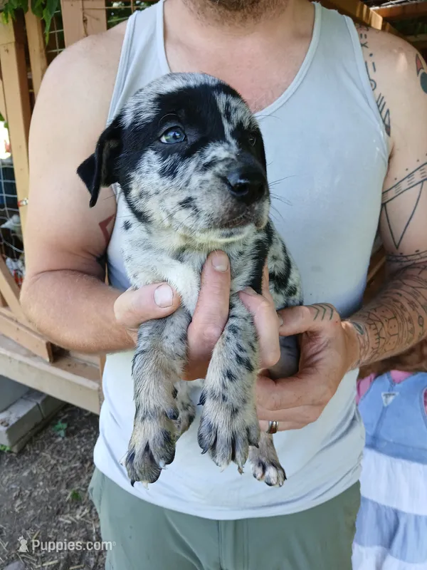 Fever – Catahoula Leopard Dog puppy for sale in Albion, MI