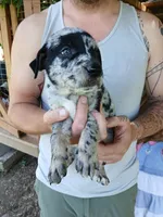 Fever, a female Catahoula Leopard Dog for sale in Albion, MI – 1 of 4