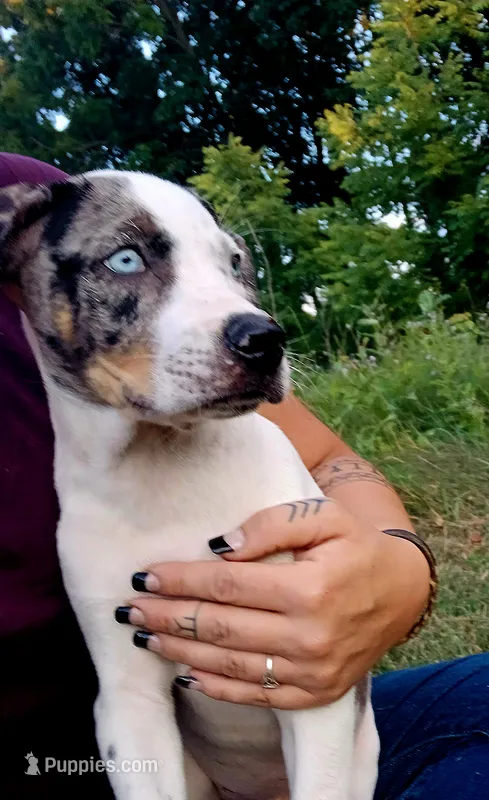 Alpha – Catahoula Leopard Dog puppy on hold in Albion, MI
