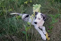 Alpha, a male Catahoula Leopard Dog for sale in Albion, MI – 6 of 8