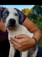 Alpha, a male Catahoula Leopard Dog for sale in Albion, MI – 5 of 8