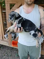 Jiffy, a female Catahoula Leopard Dog for sale in Albion, MI – 2 of 3