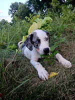 Alpha, a male Catahoula Leopard Dog for sale in Albion, MI – 7 of 8