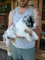 Brutis, a male Catahoula Leopard Dog for sale in Albion, MI – 2 of 4