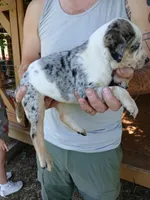 Lacy May, a female Catahoula Leopard Dog for sale in Albion, MI – 3 of 3