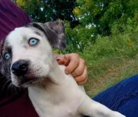 Alpha, a male Catahoula Leopard Dog for sale in Albion, MI – 3 of 8