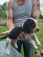 Pip, a female Beagle for sale in Albion, MI – 2 of 3
