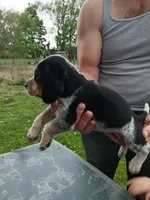 Pip, a female Beagle for sale in Albion, MI – 3 of 3