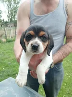 Lou, a female Beagle for sale in Albion, MI – 1 of 3