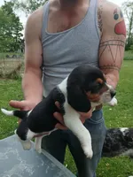 Lou, a female Beagle for sale in Albion, MI – 3 of 3