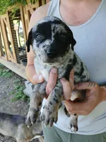 Fever, a female Catahoula Leopard Dog for sale in Albion, MI – 3 of 4