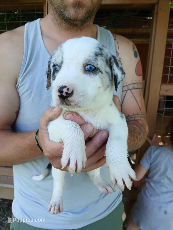 Susie Q – Catahoula Leopard Dog puppy for sale in Albion, MI