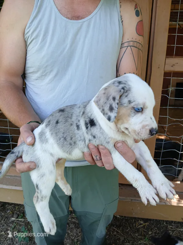 Lacy – Catahoula Leopard Dog puppy for sale in Albion, MI