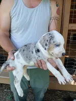 Lacy, a female Catahoula Leopard Dog for sale in Albion, MI – 1 of 3