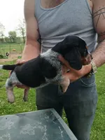 Blue, a female Beagle for sale in Albion, MI – 3 of 3