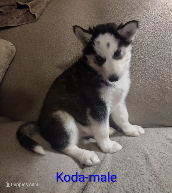 Koda