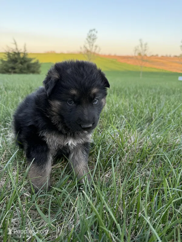 Grey – German Shepherd Dog puppy on hold in Iowa City, IA