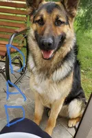 Grey, a male German Shepherd Dog for sale in Iowa City, IA – Photo 2 of 3