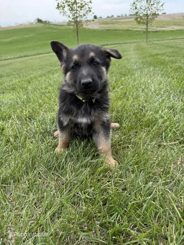 Neon – German Shepherd Dog puppy for sale in Iowa City, IA
