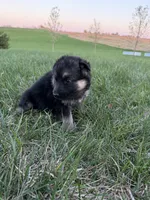 Purple, a female German Shepherd Dog for sale in Iowa City, IA – Photo 2 of 4