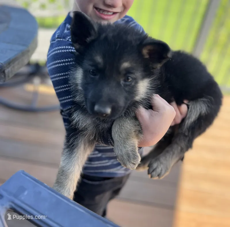 Purple – German Shepherd Dog puppy for sale in Iowa City, IA