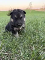Purple, a female German Shepherd Dog for sale in Iowa City, IA – Photo 1 of 4