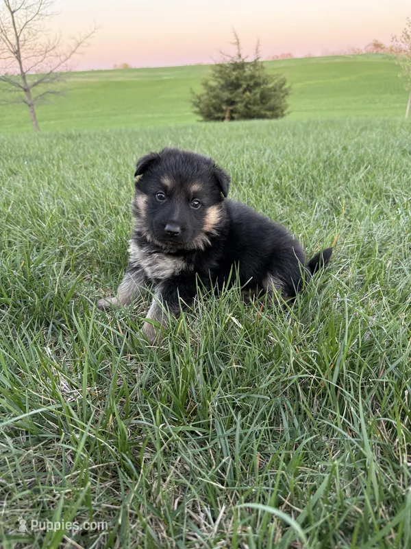 Tan – German Shepherd Dog puppy for sale in Iowa City, IA